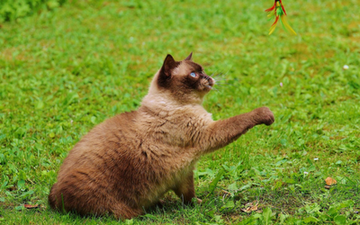 image for September is Happy Cat Month! 